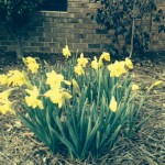 February 24, 2014 – Oh yeah! – Daffodils and the Happiness Video