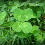 220px-4-leaf_clover