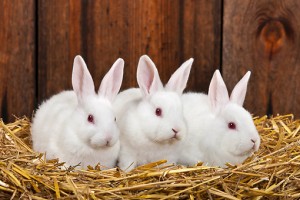 November 1, 2014 – “Rabbit, Rabbit, White Rabbit”