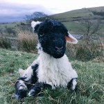 Learning to apologize like a Sheep Farmer, Wales, UK